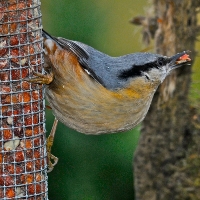 Nuthatch